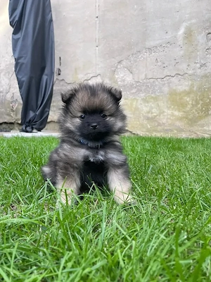 Zwergspitz Pomeranien Welpen  Bild 2