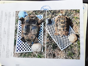 4 adulte Maurische Landschildkröten Bild 2