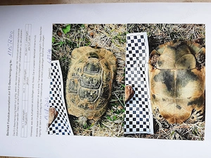 4 adulte Maurische Landschildkröten Bild 7