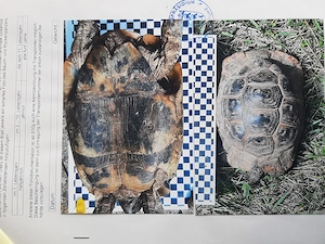 4 adulte Maurische Landschildkröten Bild 6