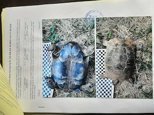 4 adulte Maurische Landschildkröten Bild 4