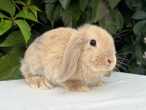 Zwergwidder Kaninchen Hasen Minilops lionlops