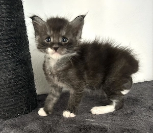 Maine Coon Kitten mit Stammbaum 