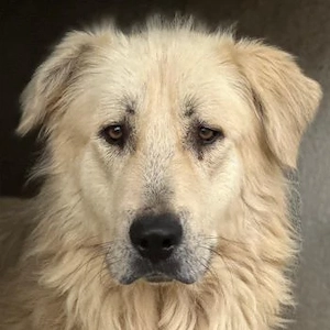 Jako, geb. ca. 09 2023, lebt in GRIECHENLAND, im städt. Tierheim Serres
