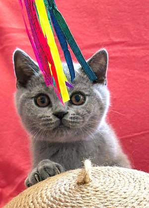 Traumhaft schöne, liebe, verschmustes BKH-Kitten Kartäuser (blau) abzugeben!