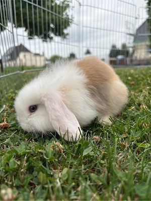 Lionlops Mm Zwergwidder Kaninchen Hasen Minilops 