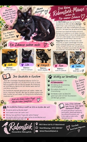 Zuckersüße Katzenkinder   Kitten