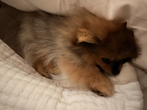 Pomeranian 