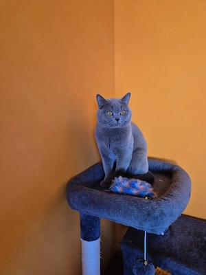 Schöne und erfahrene Britisch Kurzhaar Kater grau lilac