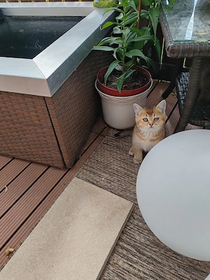 Britisch Kurzhaar Kitten 