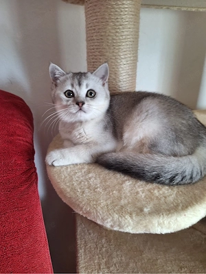 BKH Reinrassige Kitten