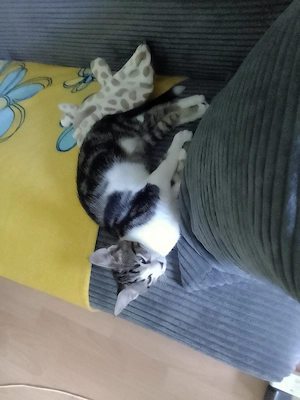 Wunderschönes Maine Coon Mix Baby