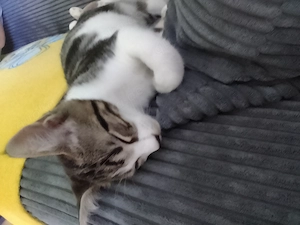 Wunderschönes Maine Coon Mix Baby