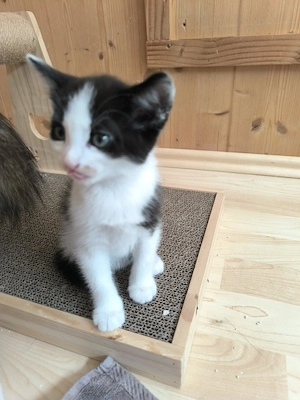 Babykatzen suchen neu Zuhause 