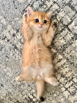 Katze BKH 