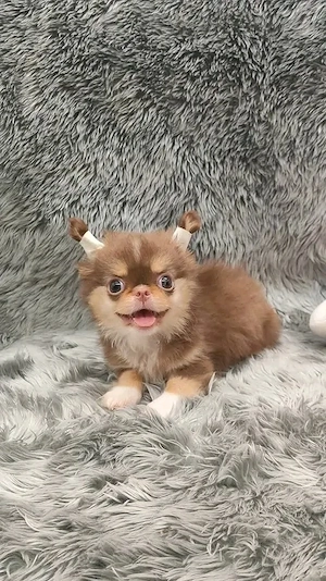 Zwei wunderschöne Langhaar-Chihuahua-Welpen   