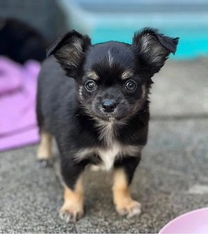 Chihuahua Rüde mit Ahnentafel (azszugsbereit)