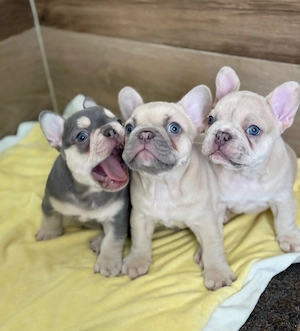 Wunderschöne Französische Bulldoggen suchen ein neues Zuhause