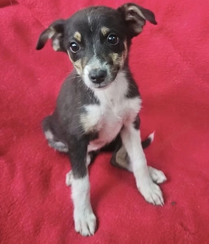 Jessie - freundlicher Winzling