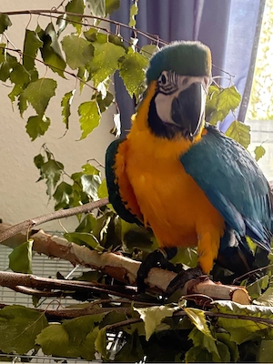 Ara,Gelbbrustara ca.4 Monate,mega zahm,1.1 blutsfremd abzugeben Bild 2