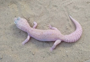 Leopardgecko Weibchen adult