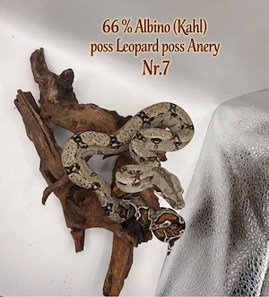 Boa Imperator Jungtier 66 % Het Albino (Kahl) 1.0