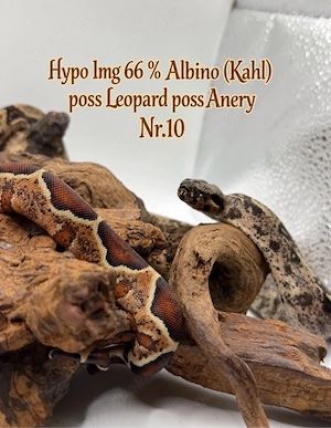  Boa Imperator Jungtier Hypo IMG 66 % Het Albino (Kahl) Bild 3