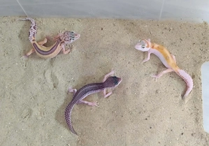 Leopargecko Jungtiere auf Weibchen inkubiert
