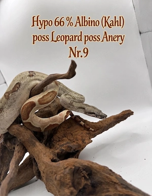Boa Imperator Jungtier Hypo 66 % Het Albino (Kahl)