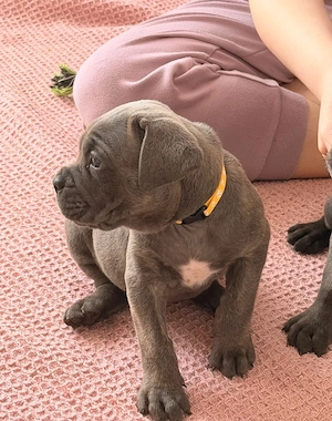 Entzückende Cane-Corso-Welpen (Rüden und Hündinnen) in liebevolle Hände abzugeben.
