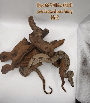 Boa Imperator Jungtier Hypo 66 % Het Albino (Kahl)