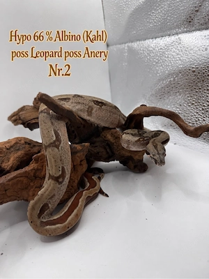 Boa Imperator Jungtier Hypo 66 % Het Albino (Kahl)