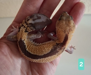 Afrikanischer Fettschwanzgecko aus 2025 Bild 2