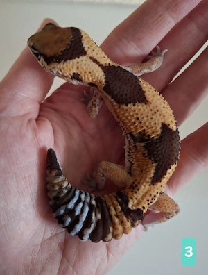 Afrikanischer Fettschwanzgecko aus 2025 Bild 3