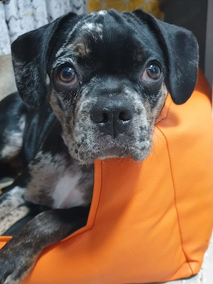 Frenchi Mix Welpe Lotti sucht noch ihre Familie 
