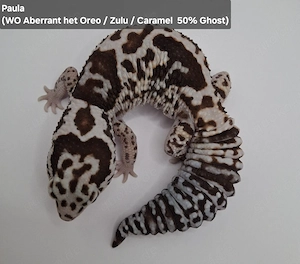 Afrikanischer Fettschwanzgecko aus 2025 Bild 4