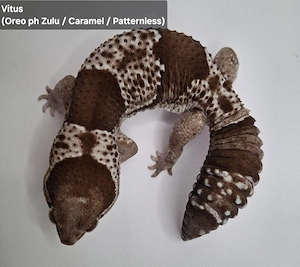 Afrikanischer Fettschwanzgecko aus 2025 Bild 5