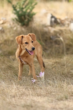 Pinscher Mix Hündin 4,5kg 5Mon 33cm bundesweit ausreisebereit 