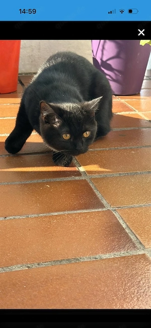 Britisch Kurzhaar Kitten 
