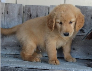 Golden Retriever