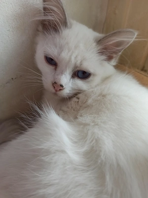 Ragdoll Kitten 