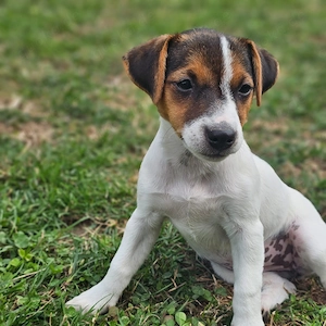 Jack Russel Welpe 3 Monate 
