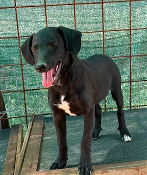 Bonita in Bosnien ( ca. 6 Monate) sucht ein Zuhause