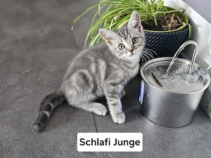 Schlafi   Der verspielte Genießer     Titel: BKH-Kitten "Schlafi"   Verspielter & gemütlicher Kater!