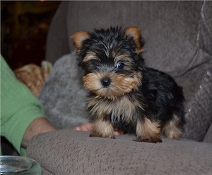 Entzückende Yorkshire-Terrier-Welpen suchen ein neues Zuhause.