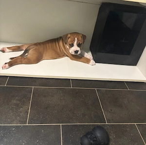 Old Englische Bulldogge 