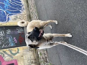 Kangal Mischling