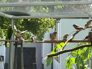 Bourkesittiche männliche und weibliche 