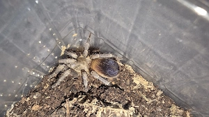 Pseudhapalopus sp colombia 0.1 adult