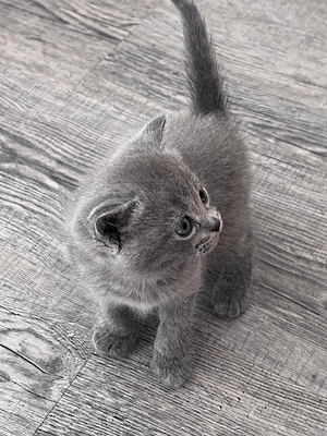 BKH Kater Grau